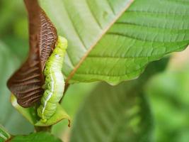 stora gröna larver. på bladen äter skadedjuren och skadar. foto