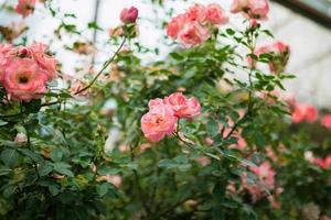 skön färgrik rosa ro blomma i de trädgård foto