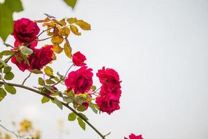 skön röd ro blomma i de trädgård foto