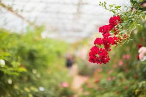 skön röd ro blomma i de trädgård foto