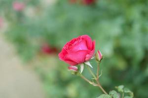 skön röd ro blomma i de trädgård foto