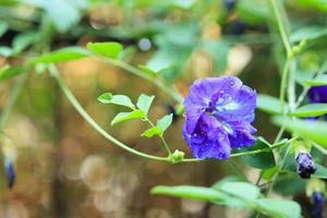 stänga upp blå fjäril ärta blomma i de trädgård foto