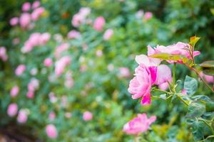 vackra rosa rosor blommar i trädgården foto