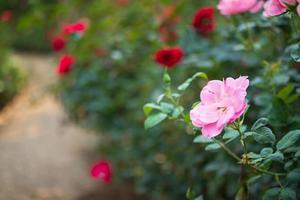 skön färgrik rosa ro blomma i de trädgård foto