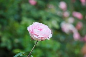 vackra rosa rosor blommar i trädgården foto