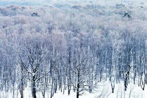 kall blå gryning över snöig skog i vinter- foto
