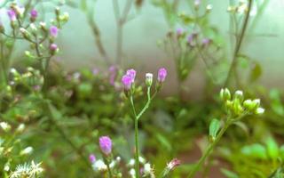 selektiv fokuserade natur Foto bakgrund, abstrakt tapet