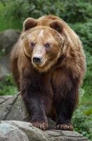 kamchatka brunbjörn foto