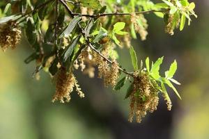 sommar blommor på träd i en stad parkera i israel. foto