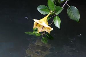 sommar blommor på träd i en stad parkera i israel. foto