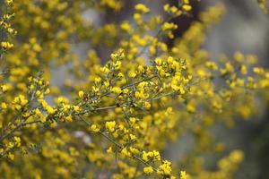 sommar blommor på träd i en stad parkera i israel. foto