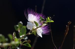 sommar blommor på träd i en stad parkera i israel. foto