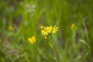 selektivt fokus på de kamomill blommor eller de blommor av de kamomill växt. små gul daisy blommor. äng fält i ett öppen Plats foto