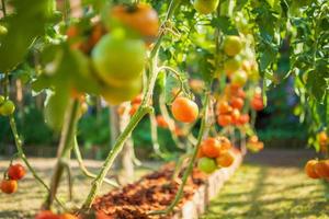 färsk röd mogen tomater hängande på de vin växt växande i organisk trädgård foto