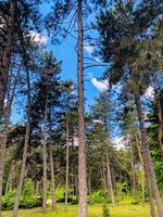 vacker utsikt över skogen foto