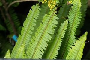 vacker naturvy gröna blad på suddig grönska bakgrund kopia utrymme foto