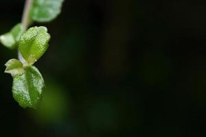 vacker naturvy gröna blad på suddig grönska bakgrund kopia utrymme foto