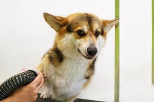 sällskapsdjur professionell bemästra groomer blåsa torkning corgi welsh pembroke hund efter tvättning i grooming salong. kvinna händer använder sig av hår torktumlare få päls torkades med en blåsare. djur- frisyr begrepp. närbild. foto