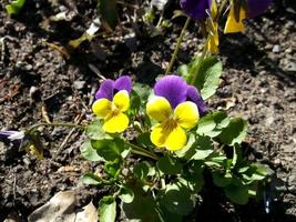 penséer. skön blommor foto