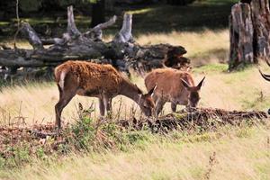 en stänga upp av en röd rådjur i de cheshire landsbygden foto