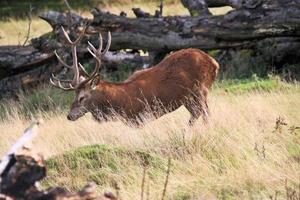 en stänga upp av en röd rådjur i de cheshire landsbygden foto