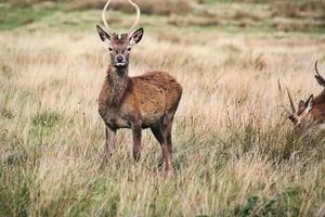 en stänga upp av en röd rådjur i de cheshire landsbygden foto