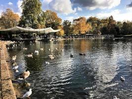 en vy av några fåglar på en sjö i london foto