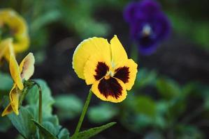 gul fikus blomma i de trädgård foto