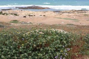 grön växter och blommor på de stränder av de medelhavs hav i nordlig israel. foto