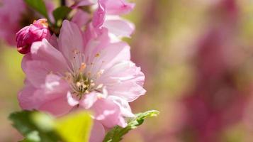 blommig bakgrund med blek rosa körsbär blommar. foto