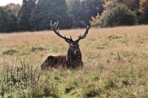 en stänga upp av en röd rådjur i de cheshire landsbygden foto