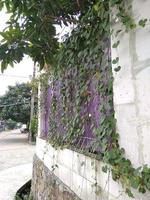 närbild av asiatisk ipomoea obscura, skymma morgon- ära. små vit blomma på järn staket. foto