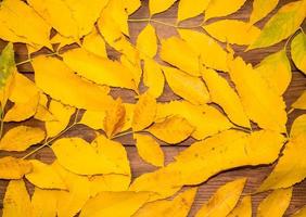 topp se av höst gul löv på spridd på trä- texturerad bakgrund. plats för din text. foto
