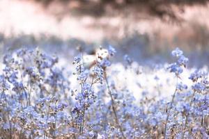 blomma blommar på fältet, vacker odling och blommor på ängen som blommar på morgonen. mjuk pastell på naturbokehbakgrund, vintagestil foto