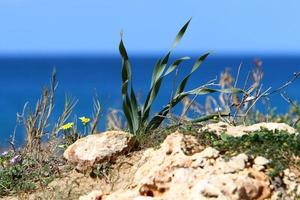 grön växter och blommor på de stränder av de medelhavs hav i nordlig israel. foto