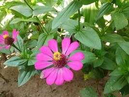 skön zinnia elegans blomma Foto lämplig för artikel anknytning