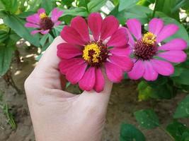 skön zinnia elegans blomma Foto lämplig för artikel anknytning