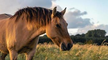 vilda hästar på fälten i Wassenaar, Nederländerna. foto