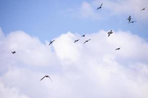 flock av fåglar flygande i de blå himmel foto