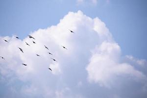 flock av fåglar flygande i de blå himmel foto