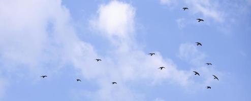 flock av fåglar flygande i de blå himmel foto