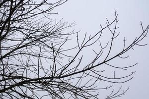 bladlösa träd grenar foto