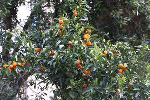 rik skörda av citrus- frukt på träd i en stad parkera i israel. foto