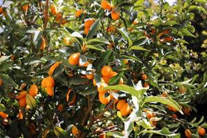 rik skörda av citrus- frukt på träd i en stad parkera i israel. foto