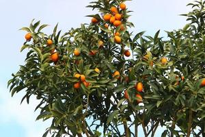 rik skörda av citrus- frukt på träd i en stad parkera i israel. foto