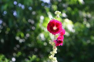 ljus malva blommor i en stad parkera i israel. foto