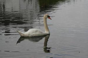 utsikt över en knölsvan foto