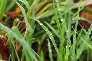 färsk regn droppar i stänga upp se på grön växter löv och gräs foto