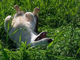 corgi hund spelar i en fält av gul solrosor foto