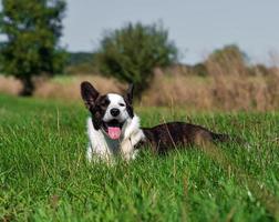 corgi hund spelar i en fält av gul solrosor foto